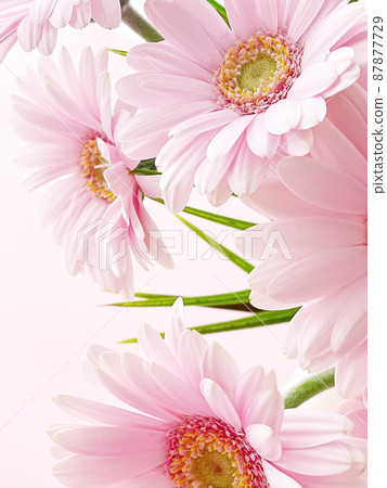 Pink gerbera daisy flower 87877729