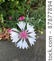 矢車菊 87877894