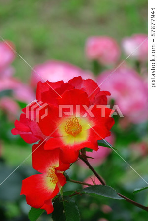 花的女王 花的女王 87877943