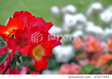 花的女王 花的女王 87877944