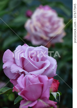 花的女王 花的女王 87877945