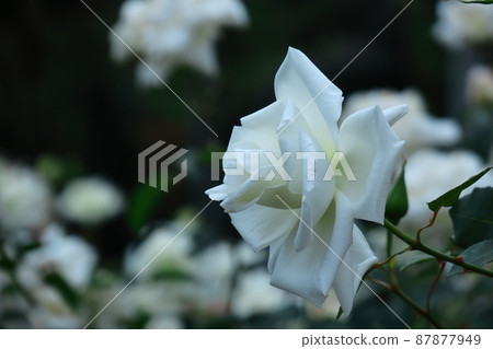 花的女王 花的女王 87877949