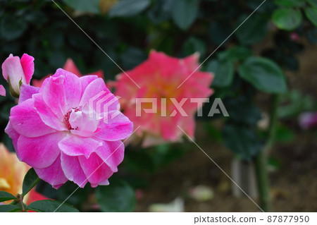 花的女王 花的女王 87877950