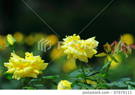 花的女王 87878113