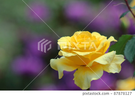 Queen of flowers 87878127