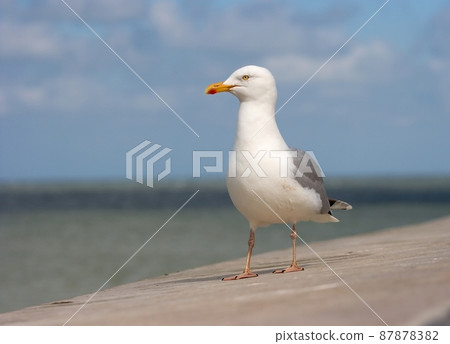 Seagull Seagull 87878382