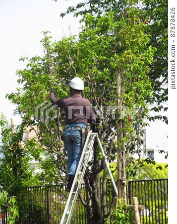 Pruning work of Taoyuan in Osaka Castle Park Pruning work of Taoyuan in Osaka Castle Park 87878426