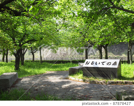"Forest of Memories" in Osaka Castle Park 87878427