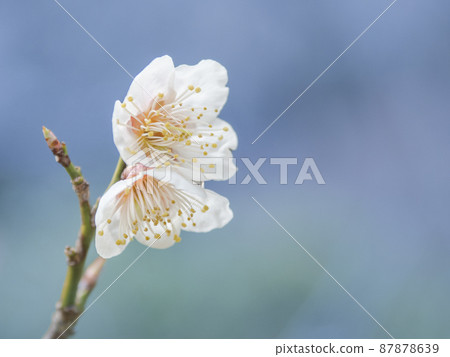 Plum blossom 87878639
