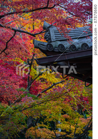 常寂光寺：紅葉和家徽 87878660