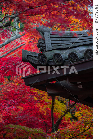 Jojakkoji Temple: Autumn leaves Jojakkoji Temple: Autumn leaves 87878661