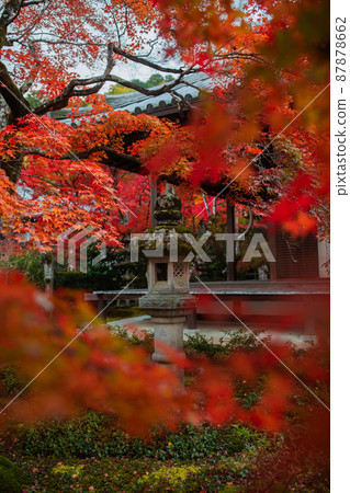 Jojakkoji Temple: Autumn leaves and lanterns Jojakkoji Temple: Autumn leaves and lanterns 87878662
