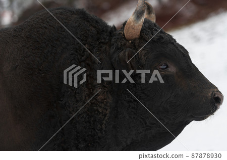 A big black bull in the snow training to fight in the arena. Bullfighting concept. Selective focus  87878930