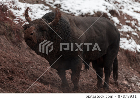 A big black bull stabs its horns into the snowy ground and trains to fight in the arena. The concept of bullfighting. Selective focus A big black bull stabs its horns into the snowy ground and trains to fight in the arena. The concept of bullfighting. Selective focus 87878931