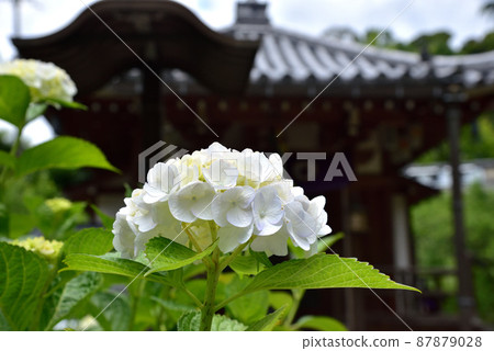 Longbow Temple Hokkoin Jizo-do and Hydrangea Longbow Temple Hokkoin Jizo-do and Hydrangea 87879028
