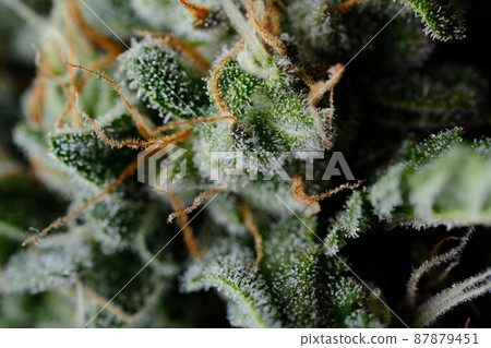 Close up trichomes on fresh marijuana bud. Macro cannabis Close up trichomes on fresh marijuana bud. Macro cannabis 87879451