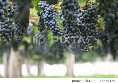 Wine grapes waiting for harvest Wine grapes waiting for harvest 87879479
