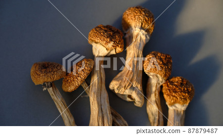 Psilocybin mushrooms on blue background. Psychedelic magic mushrooms Golden Teacher. Psilocybin mushrooms on blue background. Psychedelic magic mushrooms Golden Teacher. 87879487