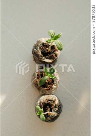 Cannabis seed Starting with Coconut Coir Pellets. Marijuana growing. 87879532