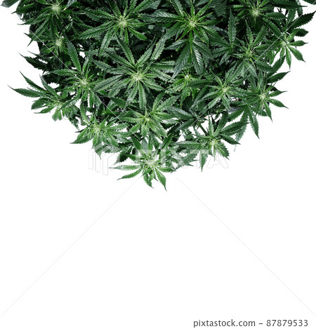 Cannabis plant isolated on white background. Layout of fresh wet marijuana leaves, watering bush 87879533