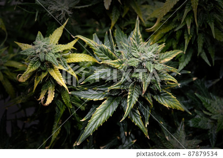 Cannabis blooms close-up, macro view. Harvest time, grow ripe, fertilizer overdose 87879534