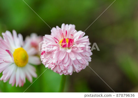 Pink Daisy flowers closeup view against green grass 87879636