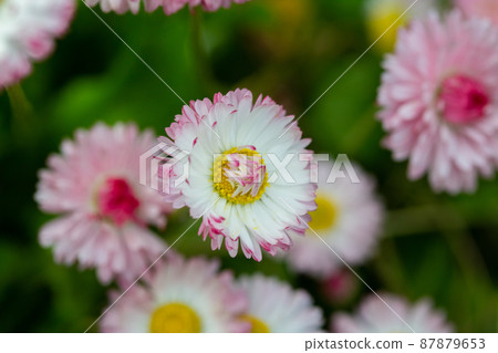 Pink Daisy flowers closeup view against green grass 87879653