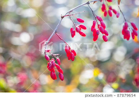 Ripe barberry berries on bush branches in autumn Ripe barberry berries on bush branches in autumn 87879654