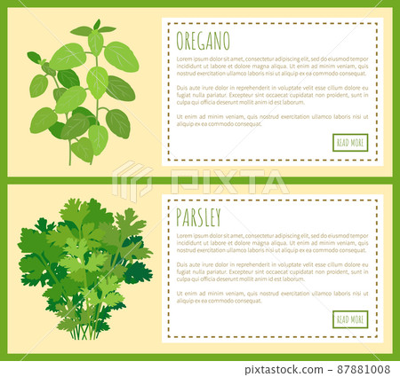 Oregano and Parsley Thick Bunches on Banners Set Oregano and Parsley Thick Bunches on Banners Set 87881008
