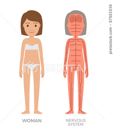 Woman Nervous System Colorful Biological Poster 87881038