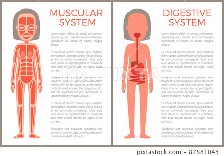 Muscular and Digestive Systems of Woman s Body 87881043
