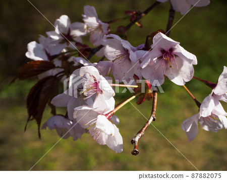 Cherry blossom branch in bloom. Closeup sakura flowers on blurred bokeh background. Garden on sunny spring day. Soft focus macro floral photography. Shallow depth of field. Cherry blossom branch in bloom. Closeup sakura flowers on blurred bokeh background. Garden on sunny spring day. Soft focus macro floral photography. Shallow depth of field. 87882075
