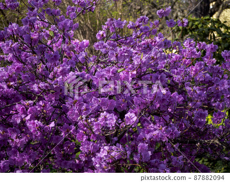 Blurred photo of bush of purple flowers. Botanical background. Defocused blooming blossoms. Spring garden in bloom on sunny day. Soft focus floral photography. Shallow depth of field. Blurred photo of bush of purple flowers. Botanical background. Defocused blooming blossoms. Spring garden in bloom on sunny day. Soft focus floral photography. Shallow depth of field. 87882094