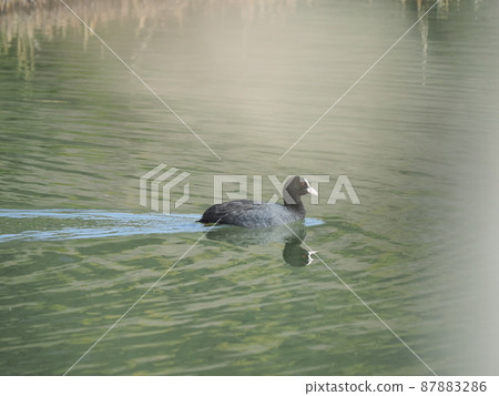 The day when the plum blossoms began to bloom, the morning routine of the waterfowl 87883286