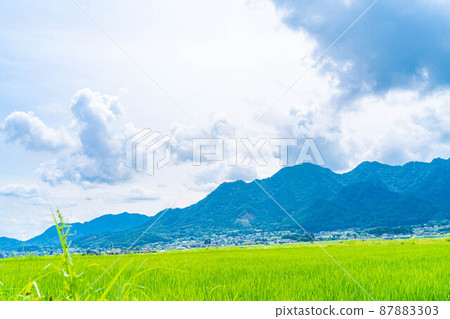 Rice in paddy fields in summer [Nagano Prefecture] 87883303