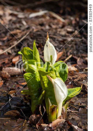 水芭蕉前橋市立礦山公園 水芭蕉前橋市立礦山公園 87883449