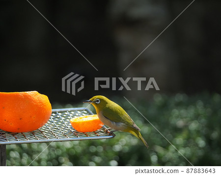 White-eyes whose bodies look yellow with orange rice in the orange bath 87883643