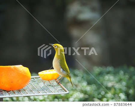 White-eyes whose bodies look yellow with orange rice in the orange bath White-eyes whose bodies look yellow with orange rice in the orange bath 87883644