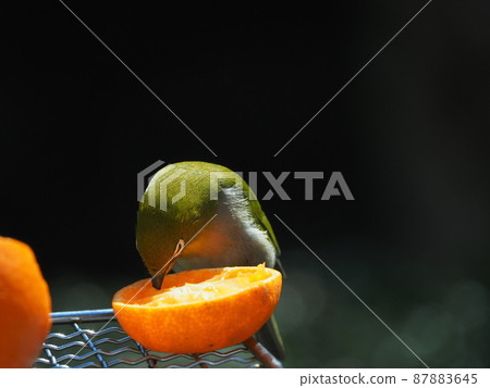 White-eyes whose bodies look yellow with orange rice in the orange bath 87883645