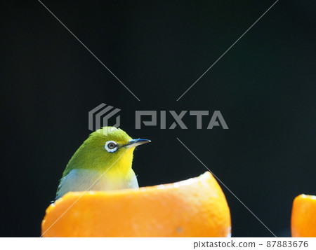 White-eyes whose bodies look yellow with orange rice in the orange bath White-eyes whose bodies look yellow with orange rice in the orange bath 87883676