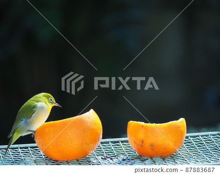 White-eyes whose bodies look yellow with orange rice in the orange bath White-eyes whose bodies look yellow with orange rice in the orange bath 87883687