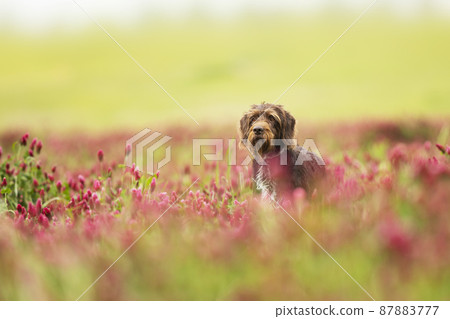 Bohemian wirehaired pointing griffon is a Czech breed of versatile hunting dog that is used to hunt, point, and retrieve. Dog looking for catch in crimson clover field Bohemian wirehaired pointing griffon is a Czech breed of versatile hunting dog that is used to hunt, point, and retrieve. Dog looking for catch in crimson clover field 87883777