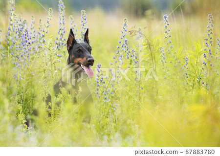 Portrait of dobermann dog sit in flowering meadow in summer morning Portrait of dobermann dog sit in flowering meadow in summer morning 87883780