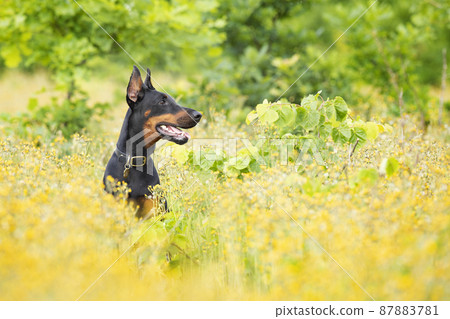 Portrait of dobermann dog sit in flowering meadow in summer morning Portrait of dobermann dog sit in flowering meadow in summer morning 87883781