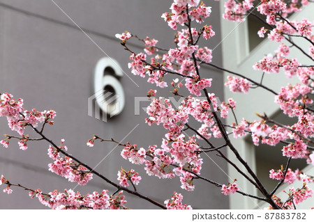 大韓櫻花(江戶川區葛西) 大韓櫻花(江戶川區葛西) 87883782