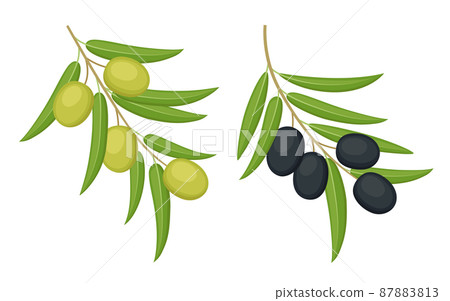 Black and green olives. Olives branches isolated on white background. Vector illustration 87883813