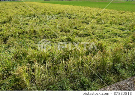 Rice ears damaged by wind and flood damage 87883818