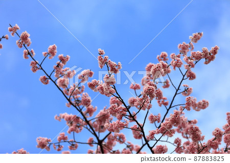 Dahan Sakura (Kasai, Edogawa-ku) 87883825