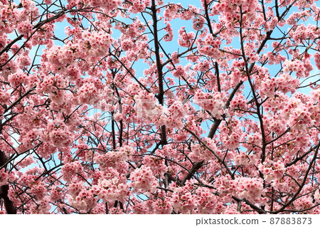 Dahan Sakura (Kasai, Edogawa-ku) 87883873