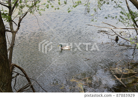 Two ducks are swimming in the water. Two ducks are swimming in the water. 87883929